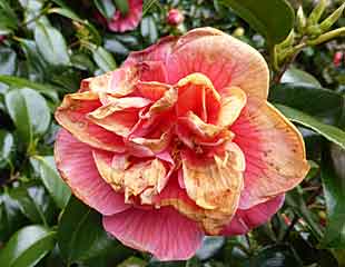Camillia flower damaged by frost