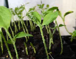 Sweet pea seedlings