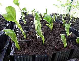 Broad bean seedlings