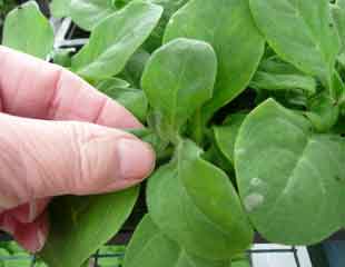 nip out growing points on bedding plants