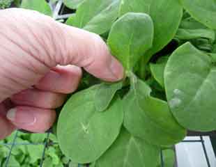 pinching out bedding plant