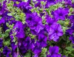 Beautiful purple Petunias