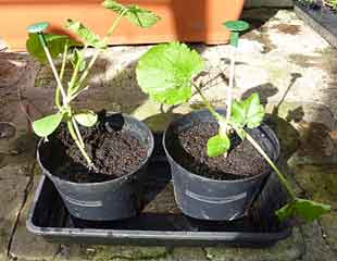Small courgette plants potted on 