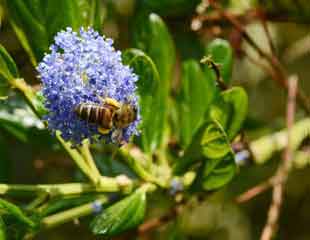 Ceanonthus与蜜蜂