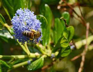 Ceanonthus with bee