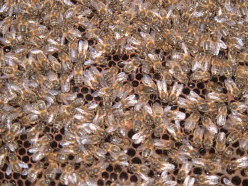 bees on frame