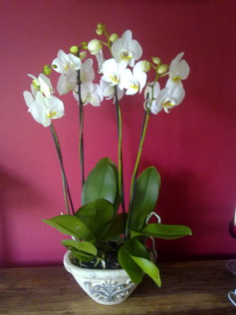 Phalanopsis Orchids Planted