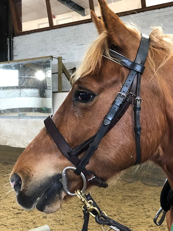 chesnut pony wearing a bridle