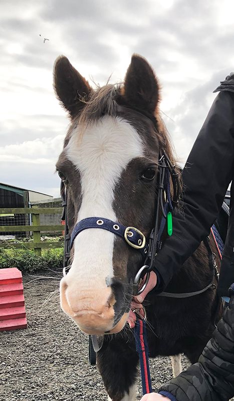 pony with white blaze