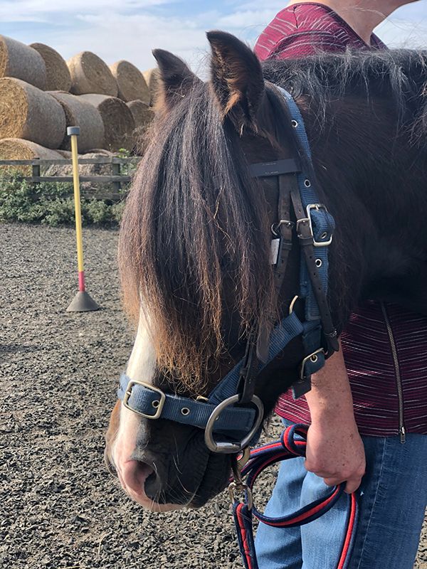 pony with long mane