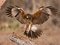 Hawk Centre