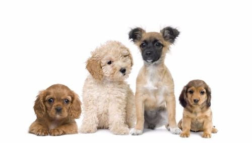 Puppy Deal B - 7 Weeks training and Puppy Nursery
