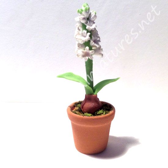 WHITE POTTED HYACINTH -CLAY