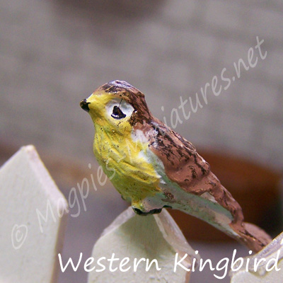 ga249 garden bird - kingbird