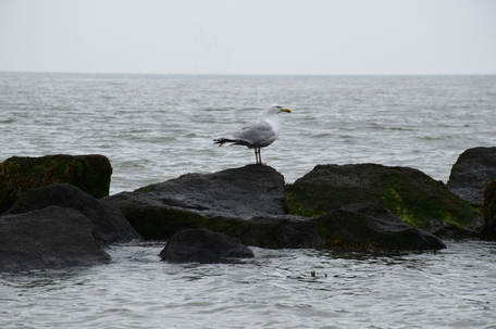 Clacton on sea seagull