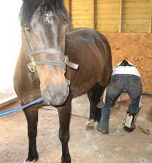 Duke having back feet trimmed