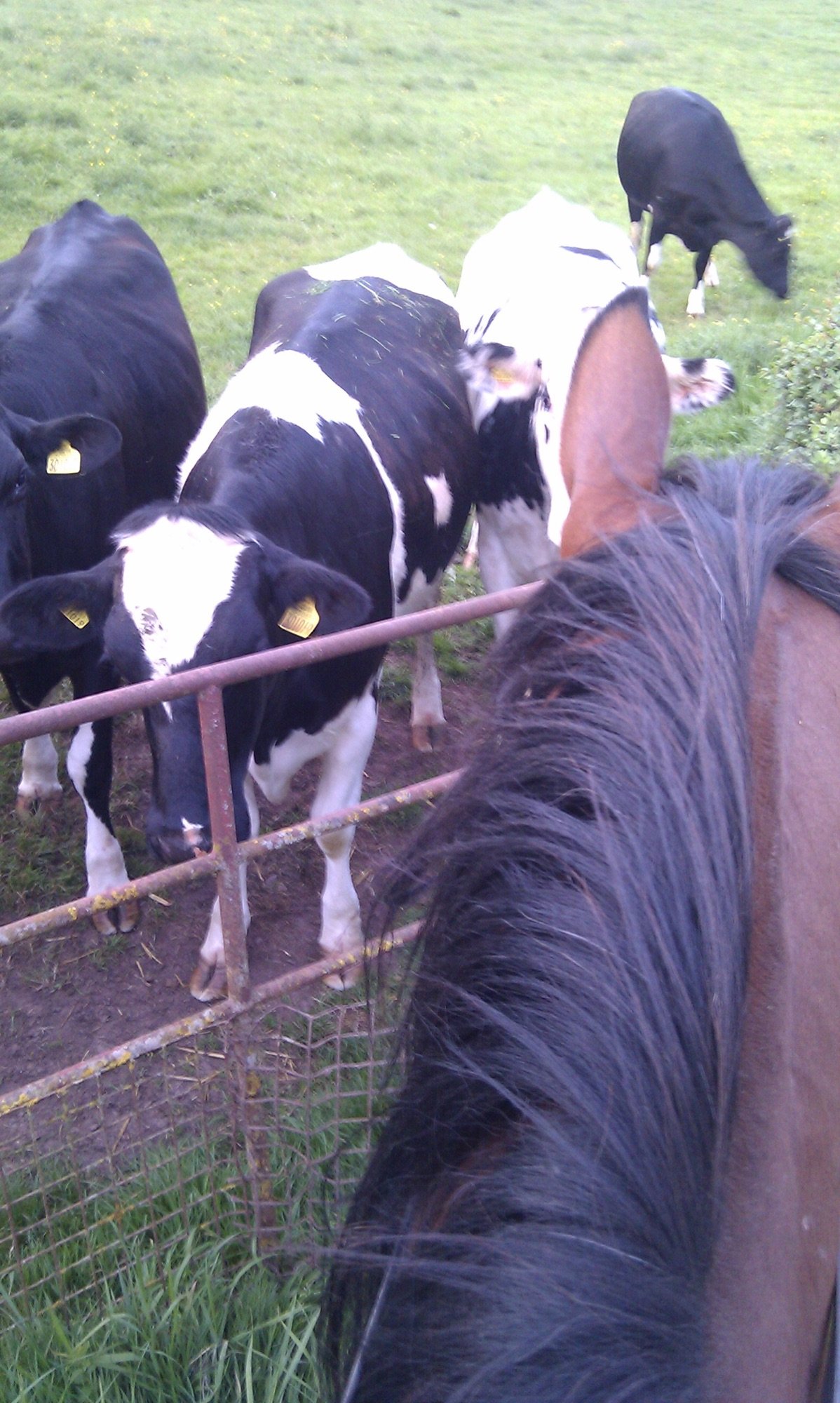 Training my  own horse to be confident with cows when out riding together