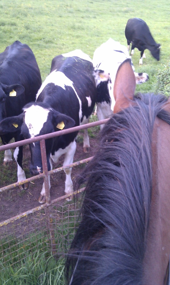snicks and cows