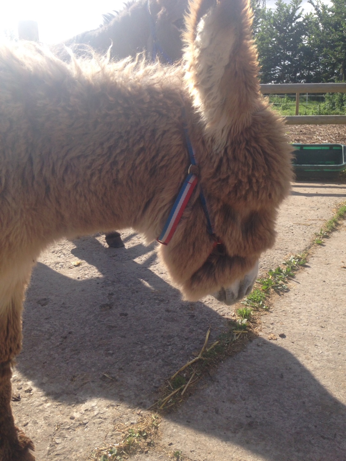 Muffin first headcollar Muffin first headcollar