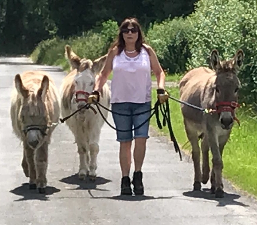 The donkeys owner achieved  her dream of walking all 3 of her  young donkeys out together, all behaving nicely. 
