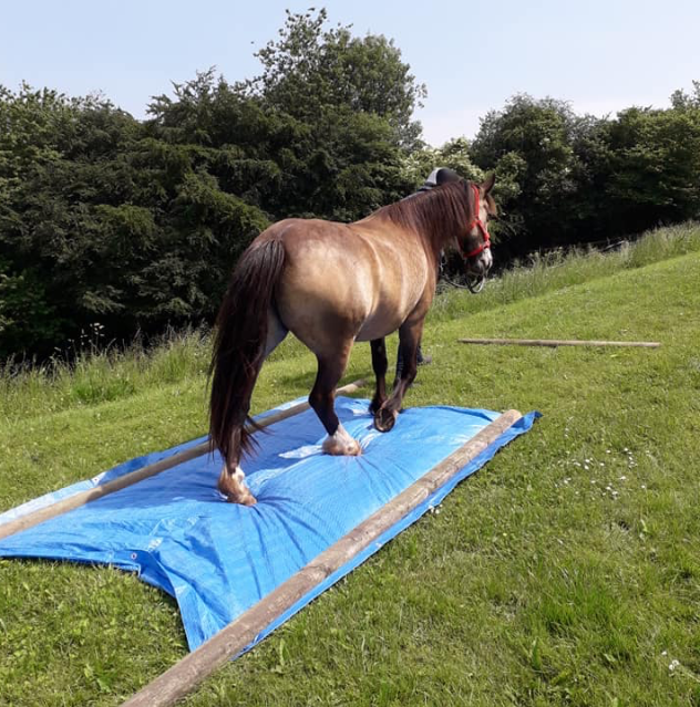 Blondie trusting her owner to lead her over different surfaces 