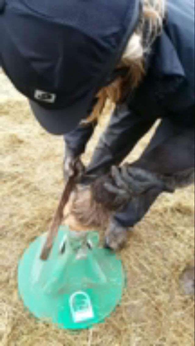 Training  a horse to overcome her fear of the farrier , now she is very confident and trusts having her feet trimmed. 