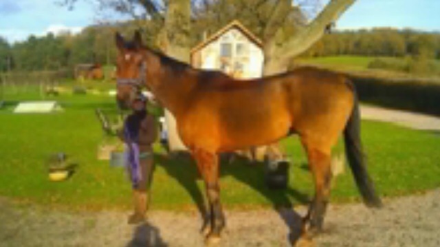 Tiny. The largest horse I have worked with on both loading and mounting issues. 