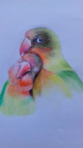 RA Chambers Lovebirds col pencils