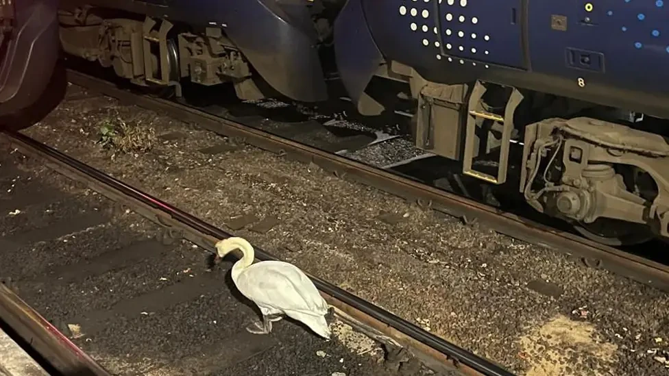Image showing swan on the tracks at Glasgow Central station