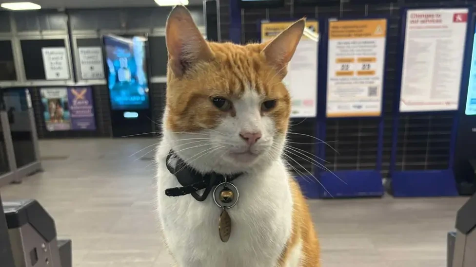 Tributes for Nala, the Ginger Cat Who Won Hearts at Stevenage Station