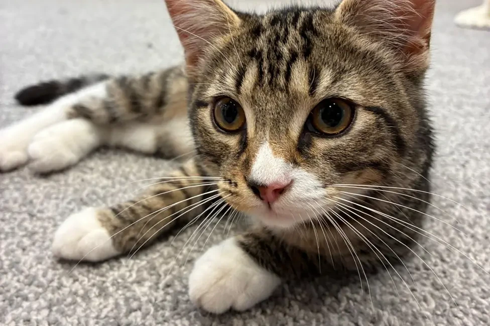 Kitten left on ScotRail service placed in foster care as owner search begins