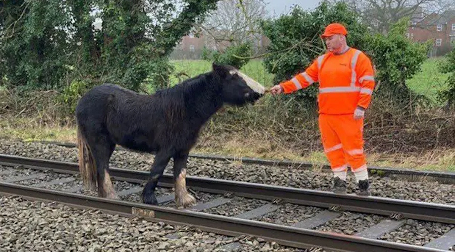 Loose horse on tracks halts trains on Wolverhampton line