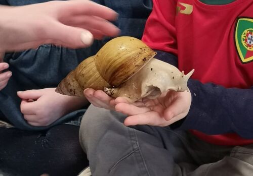 big snail
