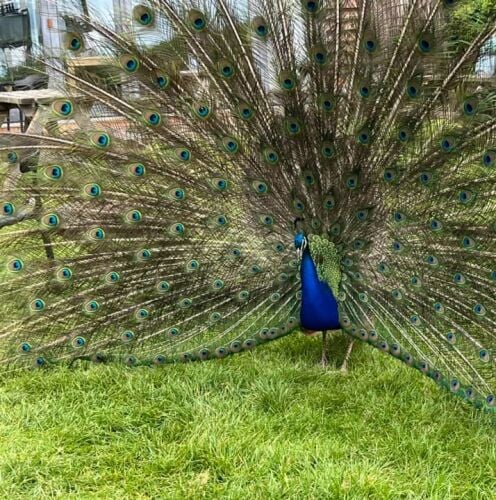 peacock 2