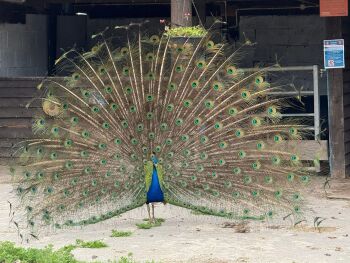 Peacock