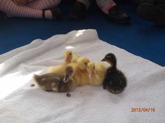 ducklings1