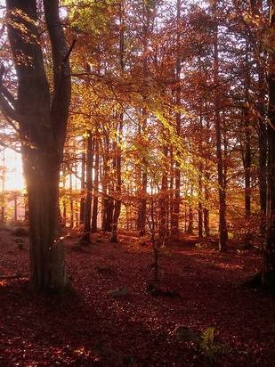 Kemnay Autumn