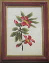 Nature Study: Flower of the Silk Cotton Kapok Tree: Embroidery Pattern