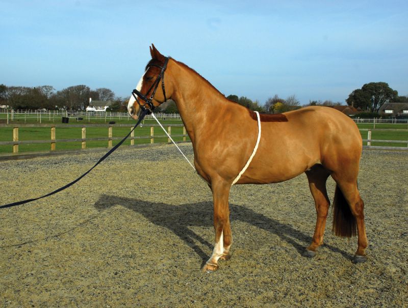Soft Lunge Aid - Rhinegold