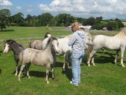 Boothsdale Stud ponies