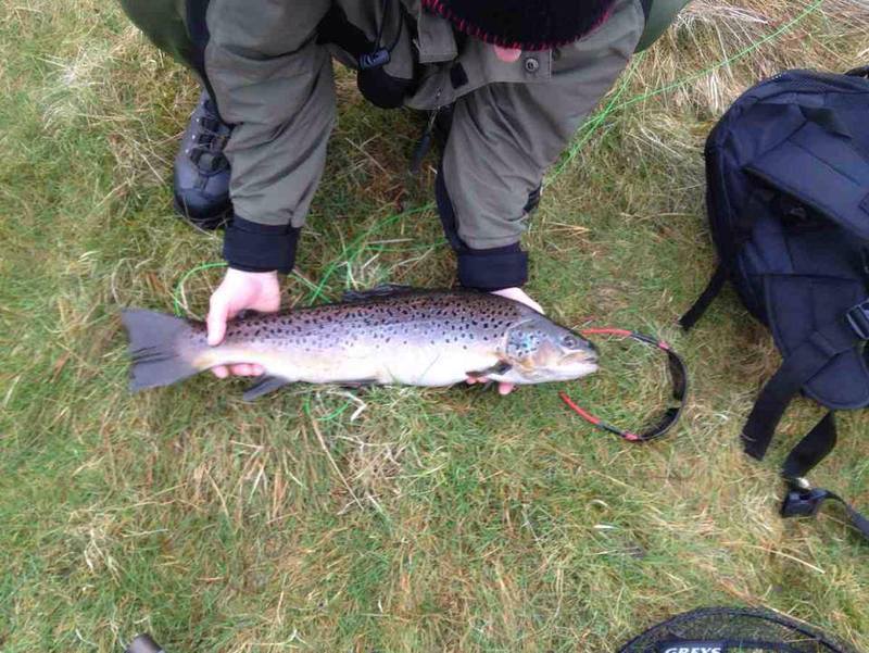 Stuart Rogans Brown Trout