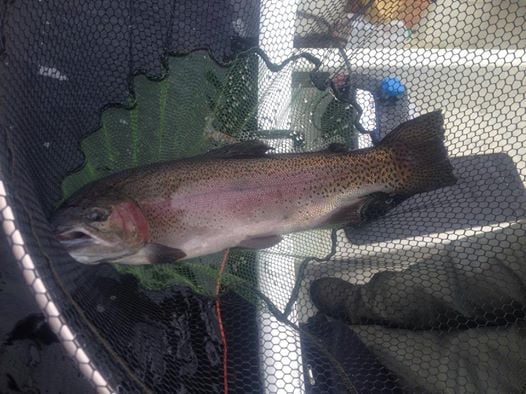 jim youngman 10lbs rainbow