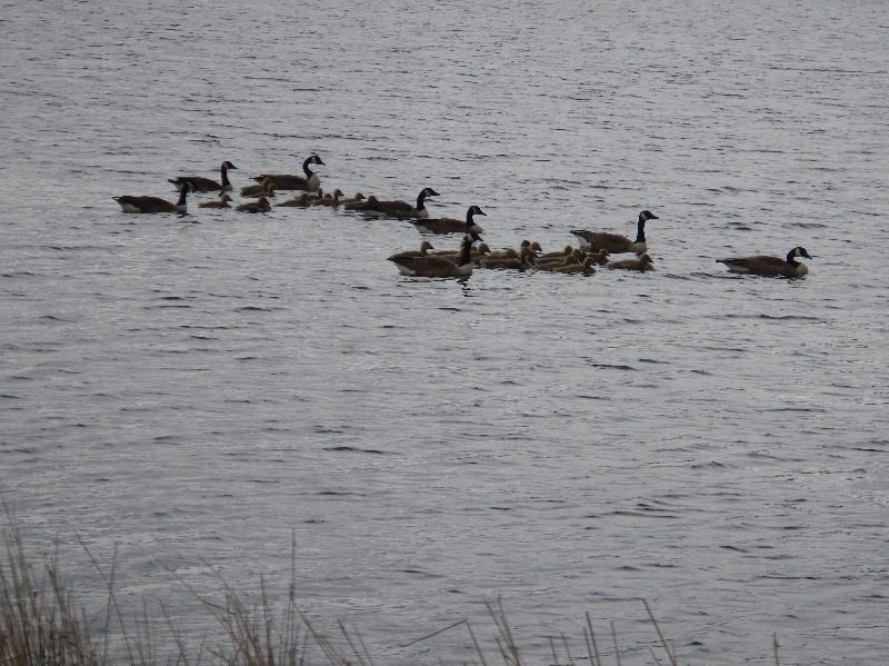 goose chicks