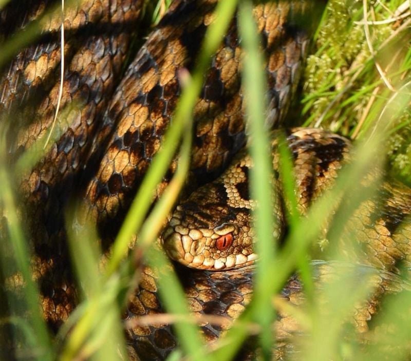 adder 2