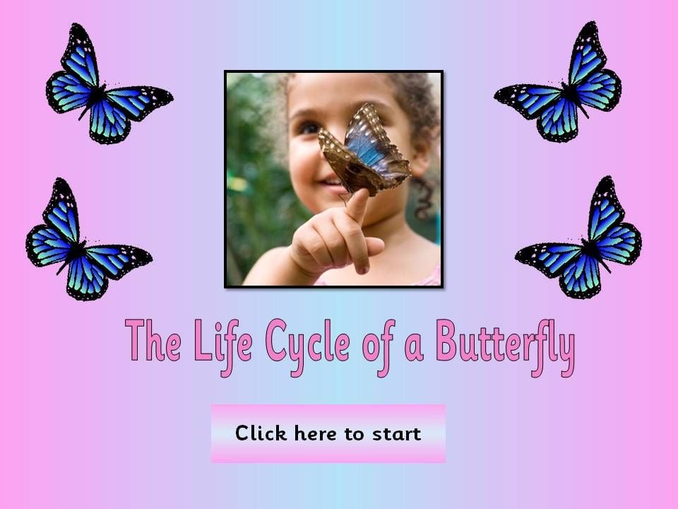 Life Cycles - Butterflies