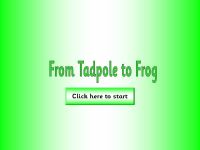 Life Cycles - Tadpoles and Frogs