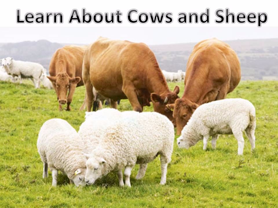Learn about cows and sheep