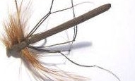 Daddy long legs -Brown  [DAD 2]