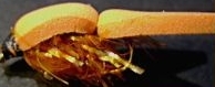 Floating-fry,orange,[FF 2]