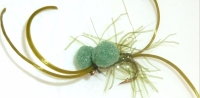 Booby Bloodworm Olive / BB 41
